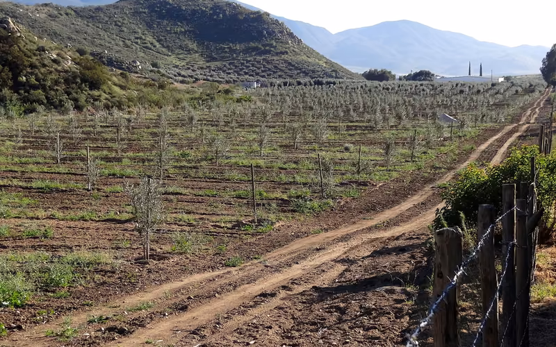 Viñedos del Valle de Guadalupe, Ensenada, Baja California